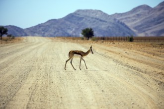Dirt road in the African steppe. Impala antelopes cross the road. The concept of exotic tourism.