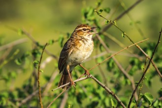 Sparrow on a branch. Sparrow branch bird animal wing feather flight fly little tree sky blue leaf