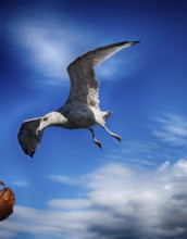 Seagull is fed from the ship in the air