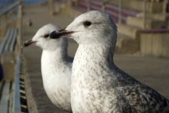 Close up of two juvenile herring gulls sitting on the steps in the promenade area of blackpool