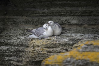 Fulmars, social behaviour, Fulmarus glacialis, Westray, Orkney Islands, Scotland, Great Britain