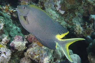 Spotted rabbitfish (Siganus stellatus laqueus)