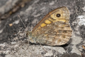 Wall fox (Lasiommata megera)