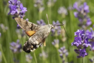 Pigeon tail (Macroglossum stellatarum)