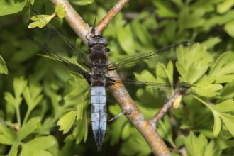 Lace spot (Libellula fulva)