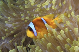 Red sea anemonefish (Amphiprion bicinctus)
