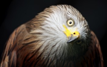 Red kite (Milvus milvus)