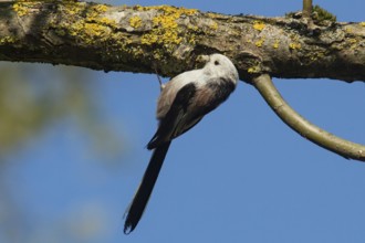 Long-tailed Tit (Aegithalos caudatus)