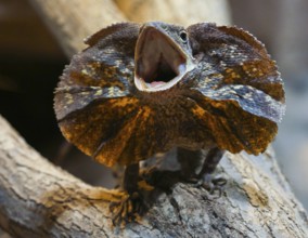 Collar lizard with upturned collar (Chlamydosaurus kingii)