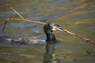 Cormorant (Phalacrocorax carbo)