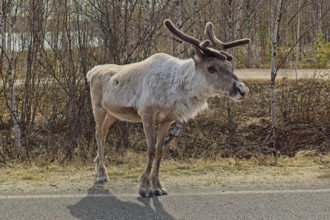 Reindeer or caribou (rangifer tarandus) on the side of asphalt road in spring, Lapland, Finland,