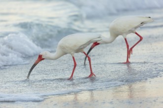 American White Ibis (Eudocims Albus) feed in the early morning surf along Lido Beach on the Gulf of