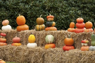 Several pumpkins in bright autumn colours, arranged on straw bales outdoors, borken, münsterland,