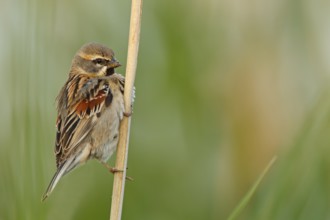 Moab Sparrow, (Passer moabiticus), animals, birds, songbird, sparrow family, sparrow, perch,