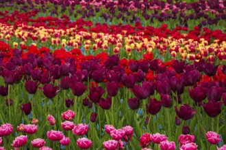 Flower field of colourful tulips in spring. Colorful tulips in the Keukenhof garden, Netherlands.