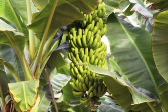 Banana bunch at the banana plantation platano of Tenerife, Canary islands