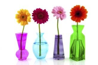 Row colorful Gerber flowers in little vases