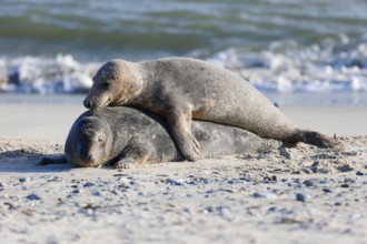 Grey seal (Halichoerus grypus), Heligoland, Schleswig-Holstein, Germany, Europe