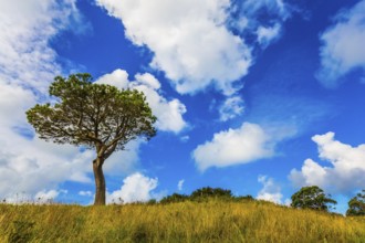 Huge cumulus clouds in the blue sky. Sunset. New Zealand, North Island. The concept of active and