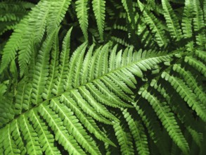 Close up of fresh green fern leafs background