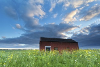 Farmhouse on flowering meadow at sunset