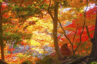 Autumn leaves of Koishikawa paradise. Shooting Location: Bunkyo-ku, Tokyo