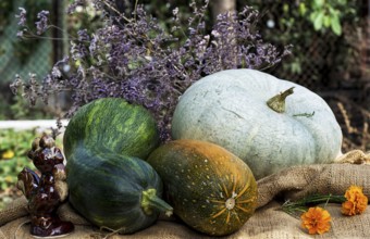 Pumpkins and other harvest seasonal vegetables