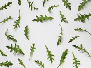 Arugula pattern with copy space in center. Arugula isolated on white backgrund. Frame made of