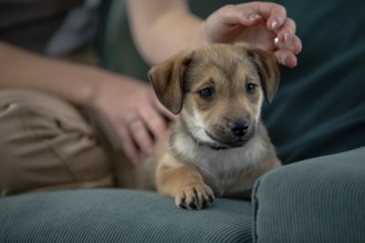 A cute little puppy is peacefully resting on a cozy couch, enjoying a gentle touch from a loving
