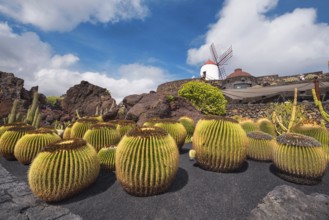 Beautiful tropical cactus garden in Guatiza, Lanzarote, Canary islands, Spain, Europe
