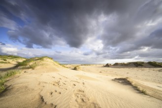 In the dunes of the Danish North Sea island of Rømø