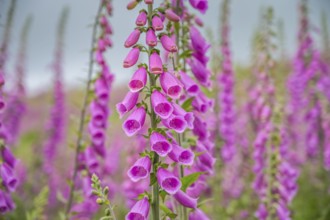 Common foxglove (Digitalis purpurea) in a forest clearing near Heiligenborn, Rothaargebirge,