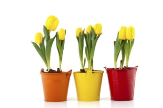 Yellow tulips in colorful flower pots isolated over white background