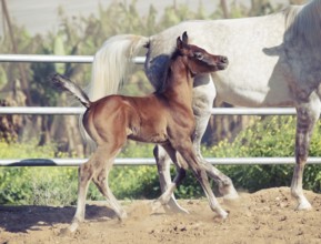 Running arabian little foal with mom
