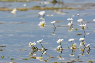 Common frogbit in water