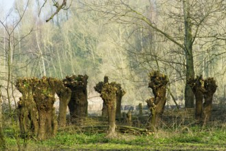 Nature with pollard willows in the Dutch Biesbosch