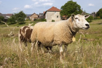 Sheep in front of village Wijlre in Dutch province Limburg