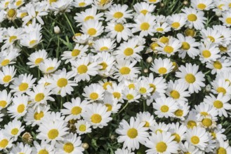 Daisies in full bloom