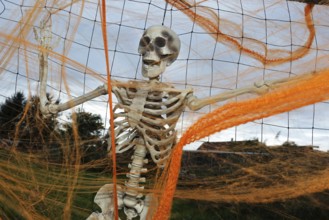 Skeleton