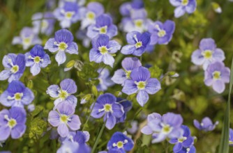 Speedwell (Veronica), meadow, blue, spring bloomer