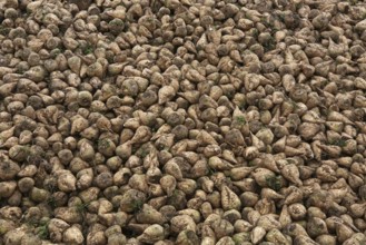 Sugar beet