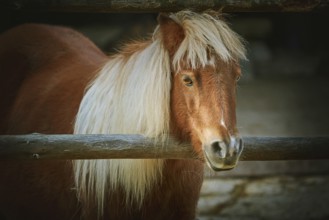 Portrait of Chestnut Pony with White Mane Varna, Bulgaria, Europe