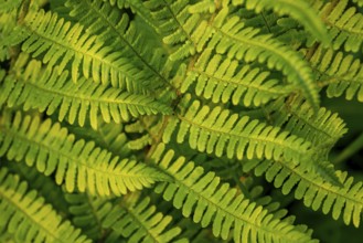 Detailed image of fern leaves with different shades of green and textures