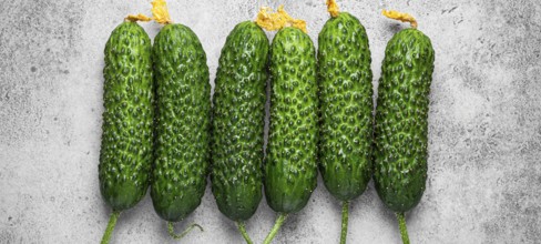 Fresh raw organic farmer cucumbers with leafs arranged on grey rustic stone background top view,