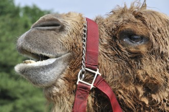 A close-up image of a dessert camel