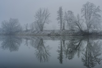 Foggy river with trees in winter, tree-lined banks are reflected in the water, Bogen, Lower Bavaria
