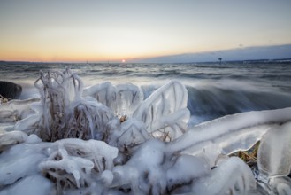 Icy coast with sunrise and moving water, frozen plants in the foreground, Hörnle, Constance, Lake