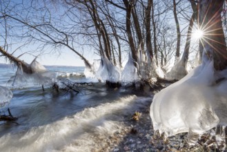 Icy trees at the water's edge with an impressive play of light, Hörnle, Constance, Lake Constance,