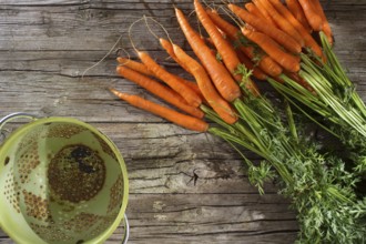 Cleaning and preparation of a bunch of freshly picked carrots