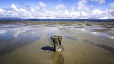 Old Piling in Humboldt Bay at Low Tide, California, USA, North America